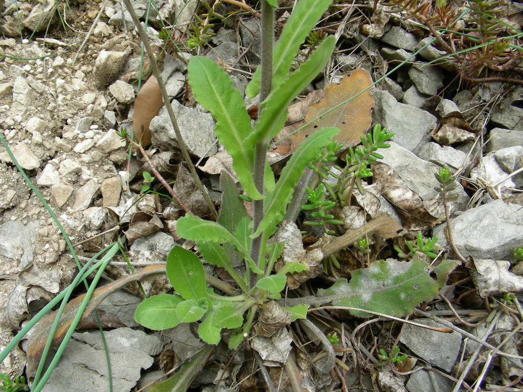 Arabis turrita